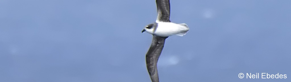 Petrel, Soft-plumaged