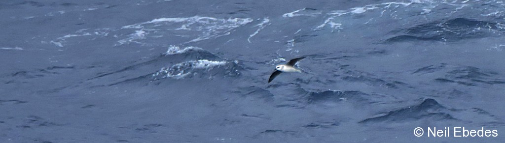 Petrel, White-headed