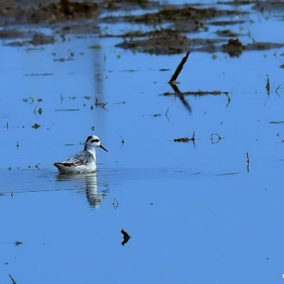 Mkhombo dam,  Jan 2016