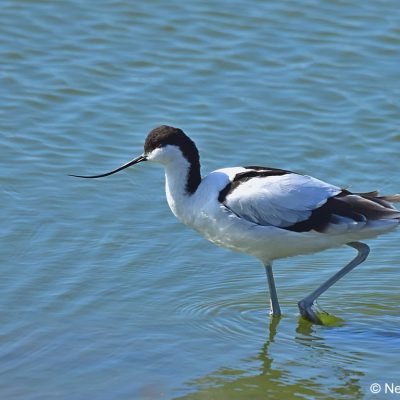 Strandfontein Sewage works,  Dec 2016