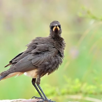Rietvlei Nature Reserve, Gauteng -  February 2012