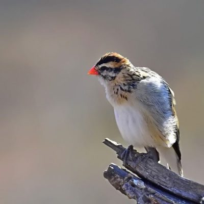 Pilansberg National Park,  North West Province - Aug 2016
