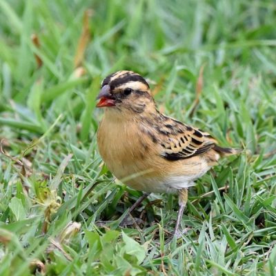 Rietvlei Nature reserve, Gauteng - December 2015