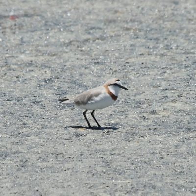 Etosha Game Reserve - Namibia,  Dec 2007