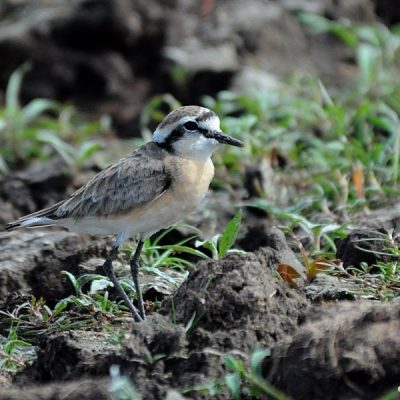 Mkhombo Dam,  April 2015