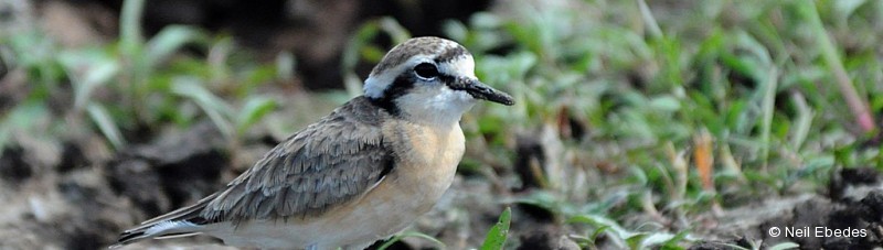 Plover, Kittlitz’s