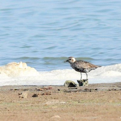 Borakalalo Nat Park, Oct 2014
