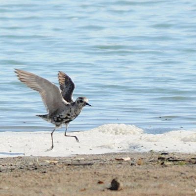 Borakalalo Nat Park, Oct 2014
