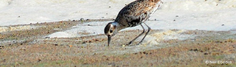 Plover, Pacific Golden