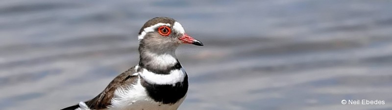 Plover, Three-banded
