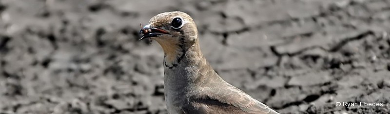 Pratincole, Collared