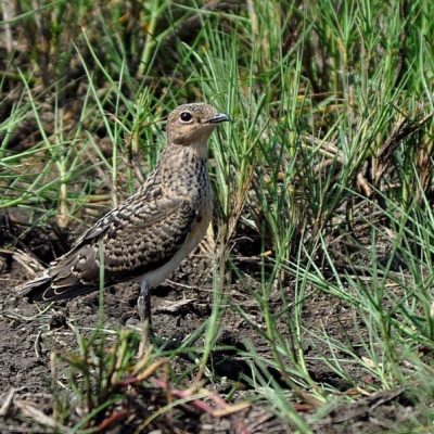 Bonamanzi,   Dec 2011