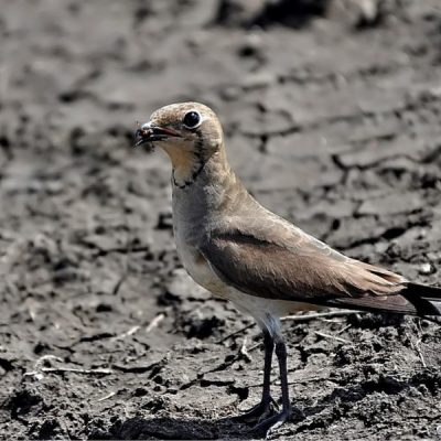 Bonamanzi,   Dec 2011