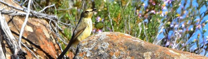 Prinia, Drakensberg
