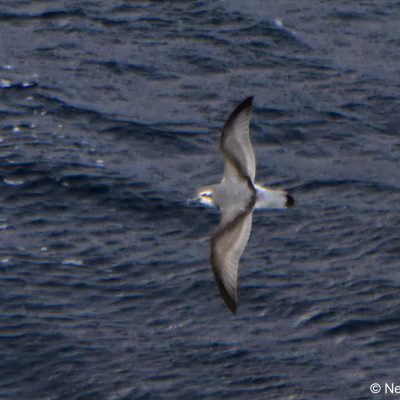 'Flock',  25 April 2017