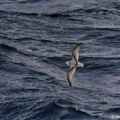 'Flock',  25 April 2017