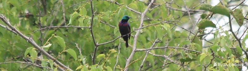 Sunbird, Purple-banded
