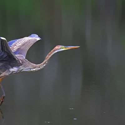 Walter Sisulu Botanical gardens,  24 Feb 2016
