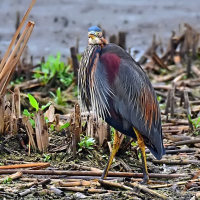 Marievale Bird Sanctuary,  11 Jan 2016
  (The Spotted Crake twitch)