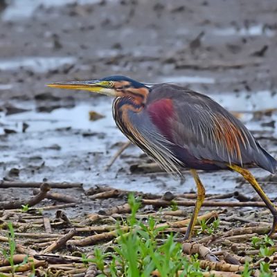 Marievale Bird Sanctuary,  11 Jan 2016
  (The Spotted Crake twitch)