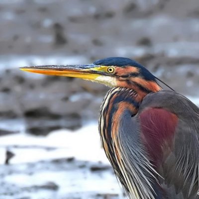 Marievale Bird Sanctuary,  11 Jan 2016
  (The Spotted Crake twitch)