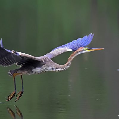 Walter Sisulu Botanical gardens,  24 Feb 2016