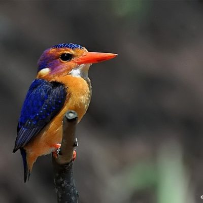 Tugela Mouth -  KwaZulu-Natal, Oct 2012