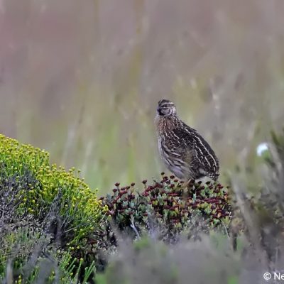 Tiffendell Ski Resort,  January 2017