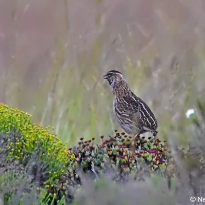Tiffendell Ski Resort,  January 2017