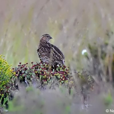 Tiffendell Ski Resort,  January 2017