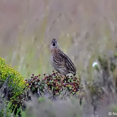 Tiffendell Ski Resort,  January 2017