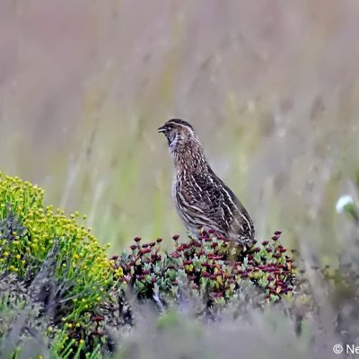Tiffendell Ski Resort,  January 2017