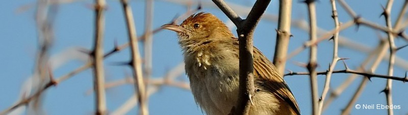 Cisticola, Rattling