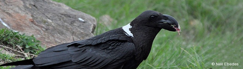 Raven, White-necked