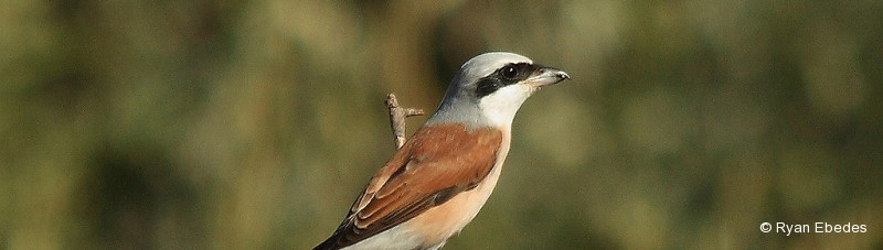 Shrike, Red-backed