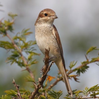 Kruger National Park, March 2010