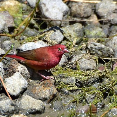 Zaagkuildrift, Mar 2017