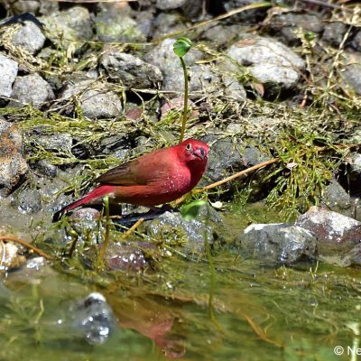 Zaagkuildrift, Mar 2017