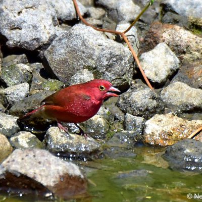 Zaagkuildrift, Mar 2017