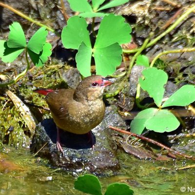 Zaagkuildrift, Mar 2017