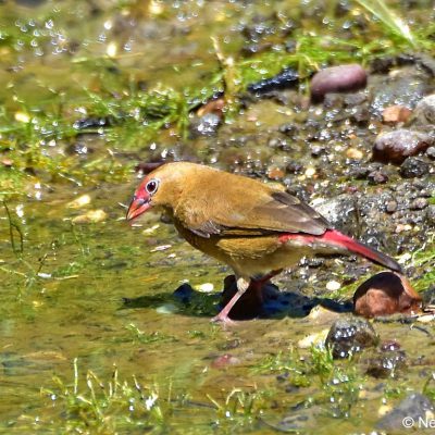 Zaagkuildrift, Mar 2017