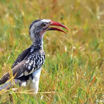 Zaagkuildrift,  Mar 2017