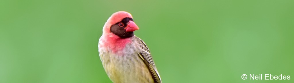 Quelea, Red-billed