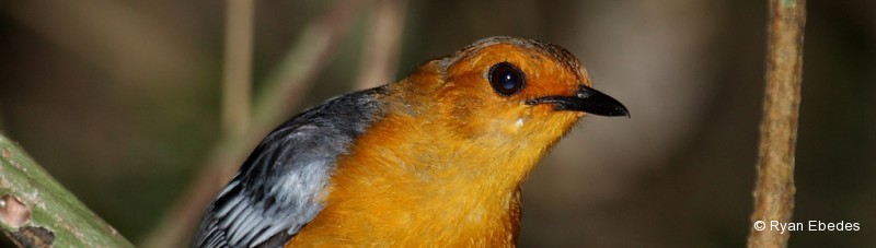 Robin-chat, Red-capped