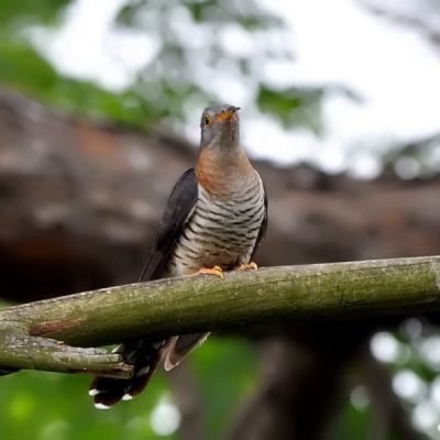 Fourways, Gauteng - October 2010