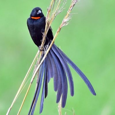 Rietvlei Nature Reserve,  Oct 2016
