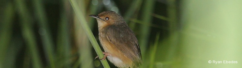 Cisticola, Red-faced