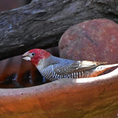 Fourways,  Sept 2016