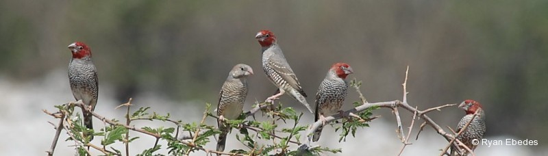 Finch, Red-headed