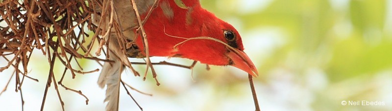 Weaver, Red-headed